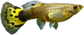 Poecilia reticulata f�mea